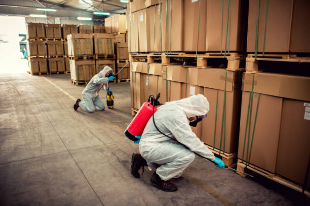 Best Termite Control Services  in Momence, IL