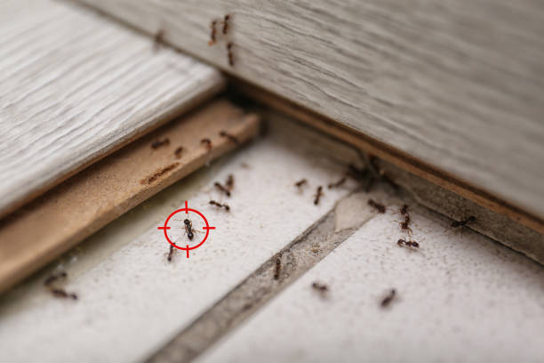 Best Best Pest Control Companies  in Momence, IL