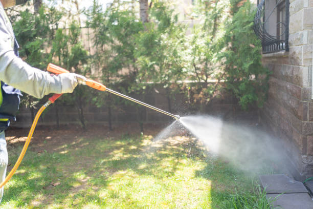 Best Termite Control Services  in Momence, IL