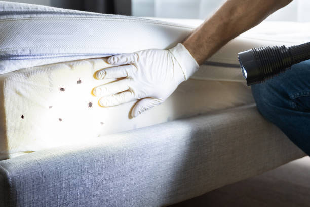 Best Local Pest Control Services  in Momence, IL