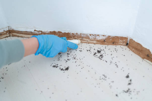 Wildlife Control Services in Momence, IL